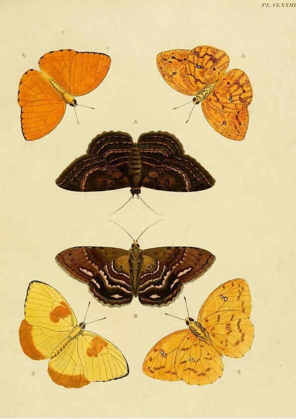 Reproducción/Reproduction 6127799142: De uitlandsche kapellen. v.2. A Amsteldam :Chez Barthelmy Wild,1779-1782 [i.e. 1775-1782] 