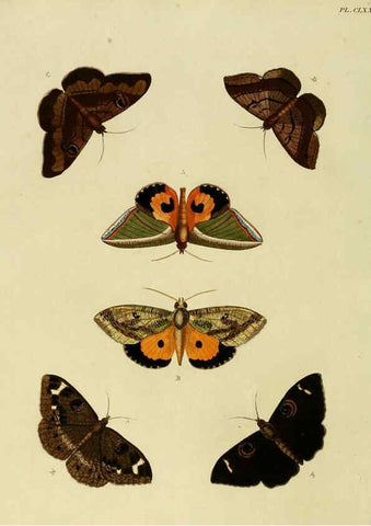 Reproducción/Reproduction 6127799326: De uitlandsche kapellen. v.2. A Amsteldam :Chez Barthelmy Wild,1779-1782 [i.e. 1775-1782] 