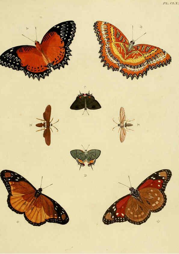 Reproducción/Reproduction 6127251235: De uitlandsche kapellen. v.2. A Amsteldam :Chez Barthelmy Wild,1779-1782 [i.e. 1775-1782] 