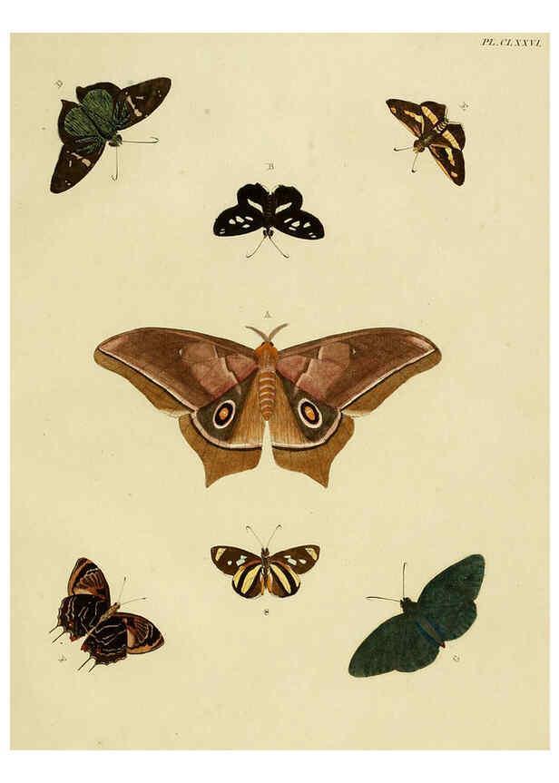 Reproducción/Reproduction 6127251411: De uitlandsche kapellen. v.2. A Amsteldam :Chez Barthelmy Wild,1779-1782 [i.e. 1775-1782] 