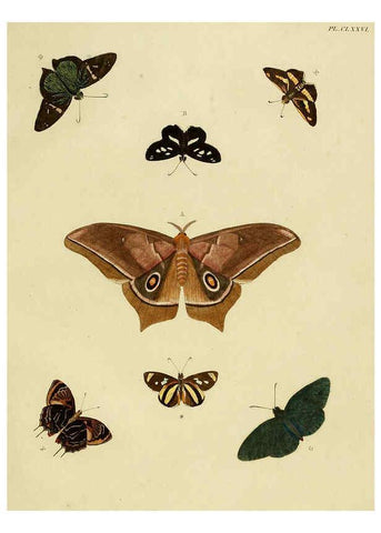 Reproducción/Reproduction 6127251411: De uitlandsche kapellen. v.2. A Amsteldam :Chez Barthelmy Wild,1779-1782 [i.e. 1775-1782] 