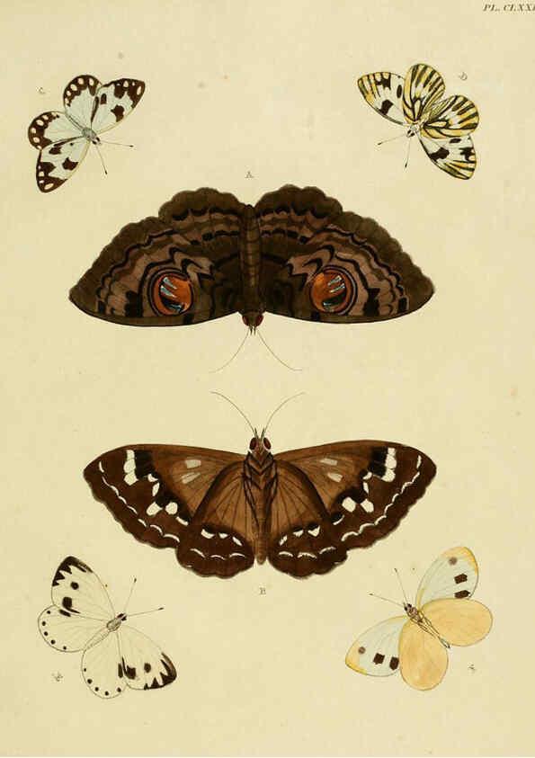 Reproducción/Reproduction 6127798652: De uitlandsche kapellen. v.2. A Amsteldam :Chez Barthelmy Wild,1779-1782 [i.e. 1775-1782] 