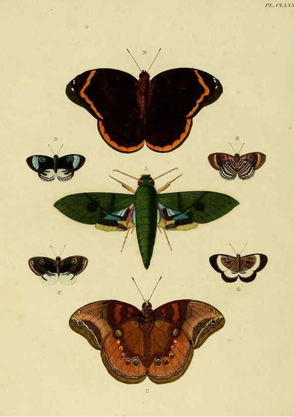 Reproducción/Reproduction 6127253049: De uitlandsche kapellen. v.2. A Amsteldam :Chez Barthelmy Wild,1779-1782 [i.e. 1775-1782] 