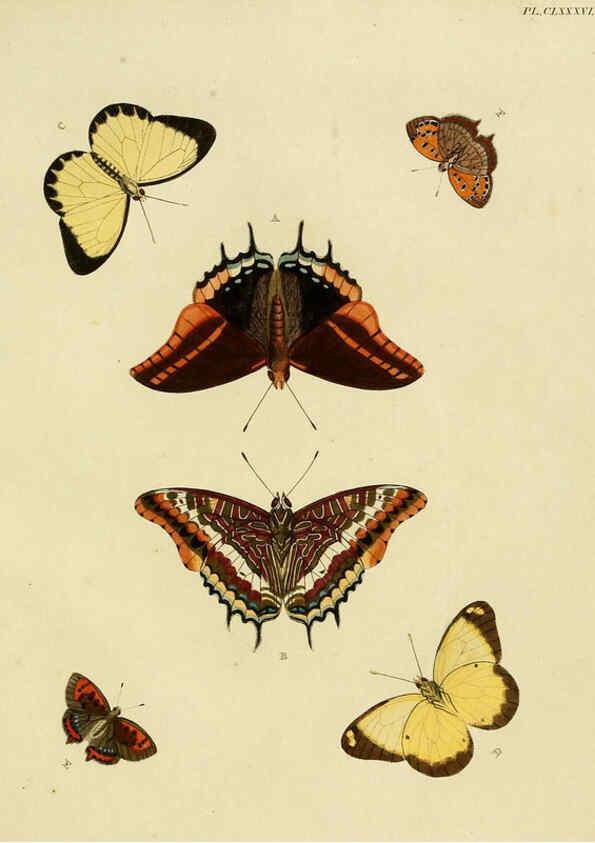 Reproducción/Reproduction 6127253431: De uitlandsche kapellen. v.2. A Amsteldam :Chez Barthelmy Wild,1779-1782 [i.e. 1775-1782] 