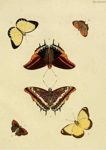 Reproducción/Reproduction 6127253431: De uitlandsche kapellen. v.2. A Amsteldam :Chez Barthelmy Wild,1779-1782 [i.e. 1775-1782] 