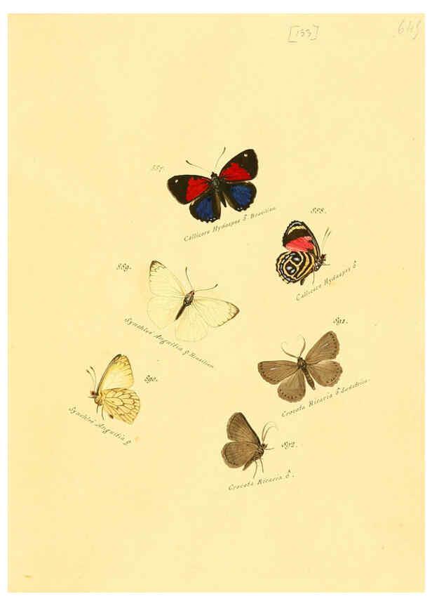 Reproducción/Reproduction 6106465348: Zuträge zur Sammlung exotischer Schmettlinge [sic] atlas Augsburg :bey dem Verfasser zu finden,1818-1837