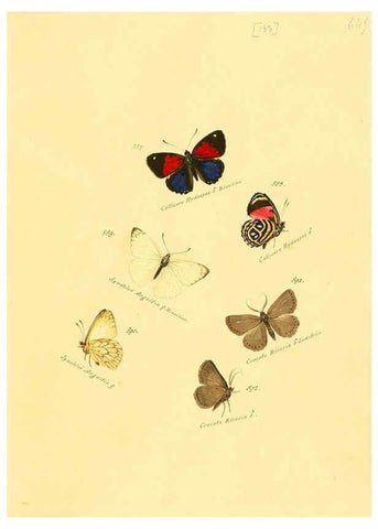 Reproducción/Reproduction 6106465348: Zuträge zur Sammlung exotischer Schmettlinge [sic] atlas Augsburg :bey dem Verfasser zu finden,1818-1837