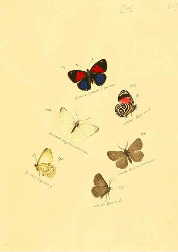 Reproducción/Reproduction 6106465348: Zuträge zur Sammlung exotischer Schmettlinge [sic] atlas Augsburg :bey dem Verfasser zu finden,1818-1837