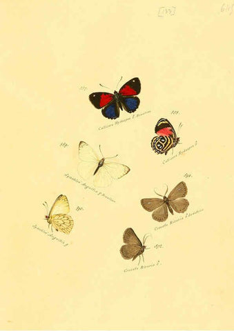 Reproducción/Reproduction 6106465348: Zuträge zur Sammlung exotischer Schmettlinge [sic] atlas Augsburg :bey dem Verfasser zu finden,1818-1837