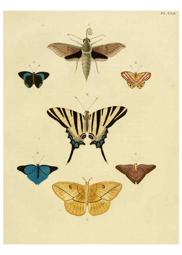 Reproducción/Reproduction 6127246277: De uitlandsche kapellen. v.2. A Amsteldam :Chez Barthelmy Wild,1779-1782 [i.e. 1775-1782] 