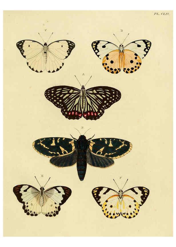 Reproducción/Reproduction 6127246737: De uitlandsche kapellen. v.2. A Amsteldam :Chez Barthelmy Wild,1779-1782 [i.e. 1775-1782] 