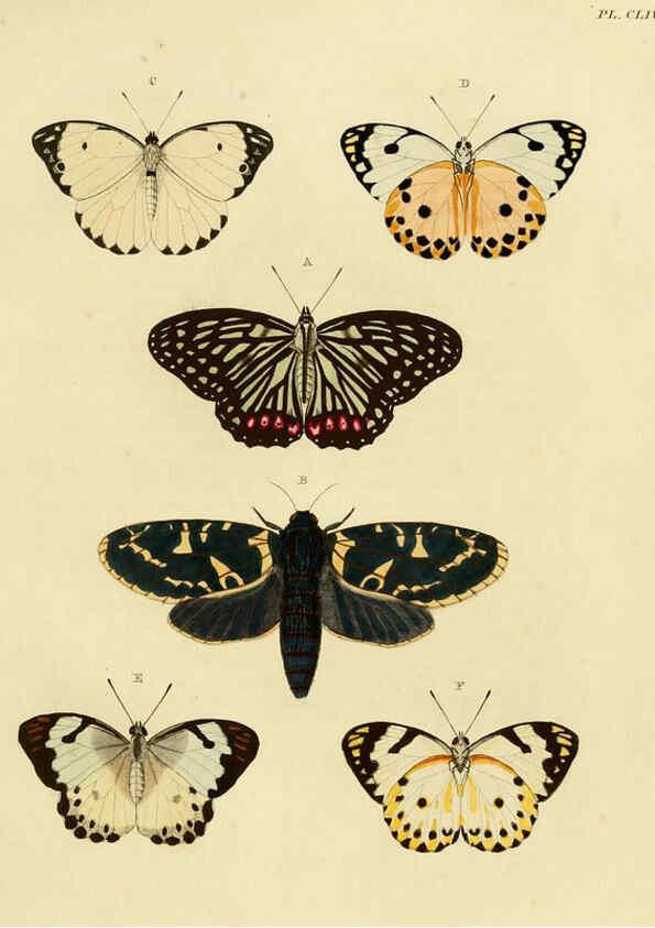 Reproducción/Reproduction 6127246737: De uitlandsche kapellen. v.2. A Amsteldam :Chez Barthelmy Wild,1779-1782 [i.e. 1775-1782] 