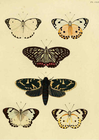 Reproducción/Reproduction 6127246737: De uitlandsche kapellen. v.2. A Amsteldam :Chez Barthelmy Wild,1779-1782 [i.e. 1775-1782] 
