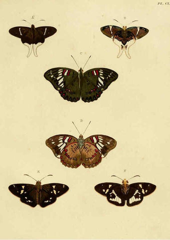 Reproducción/Reproduction 6127247039: De uitlandsche kapellen. v.2. A Amsteldam :Chez Barthelmy Wild,1779-1782 [i.e. 1775-1782] 