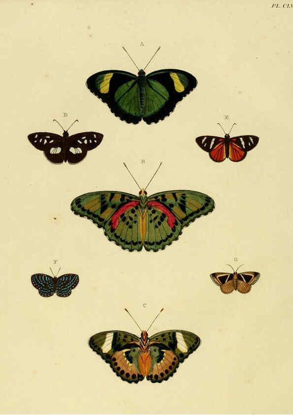 Reproducción/Reproduction 6127247209: De uitlandsche kapellen. v.2. A Amsteldam :Chez Barthelmy Wild,1779-1782 [i.e. 1775-1782] 