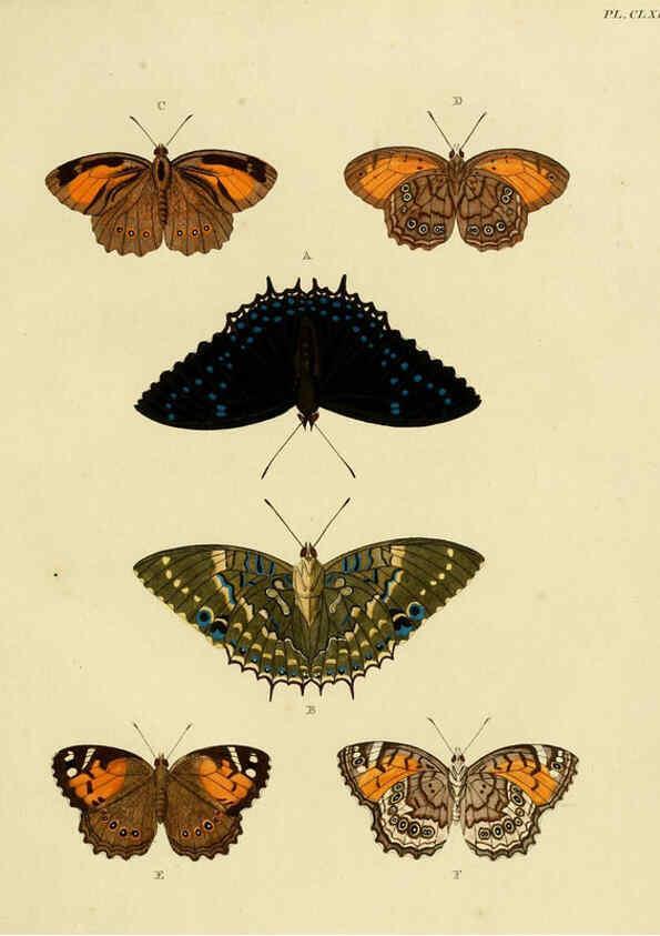 Reproducción/Reproduction 6127248343: De uitlandsche kapellen. v.2. A Amsteldam :Chez Barthelmy Wild,1779-1782 [i.e. 1775-1782] 