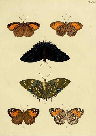 Reproducción/Reproduction 6127248343: De uitlandsche kapellen. v.2. A Amsteldam :Chez Barthelmy Wild,1779-1782 [i.e. 1775-1782] 