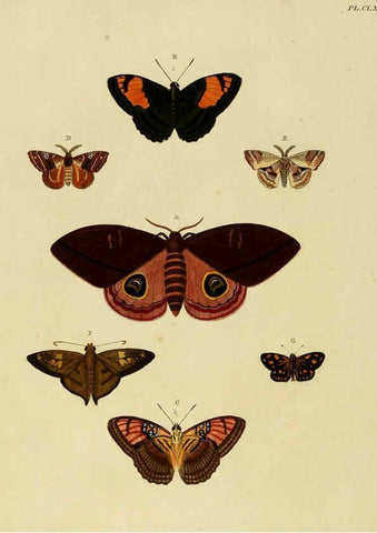 Reproducción/Reproduction 6127796854: De uitlandsche kapellen. v.2. A Amsteldam :Chez Barthelmy Wild,1779-1782 [i.e. 1775-1782] 