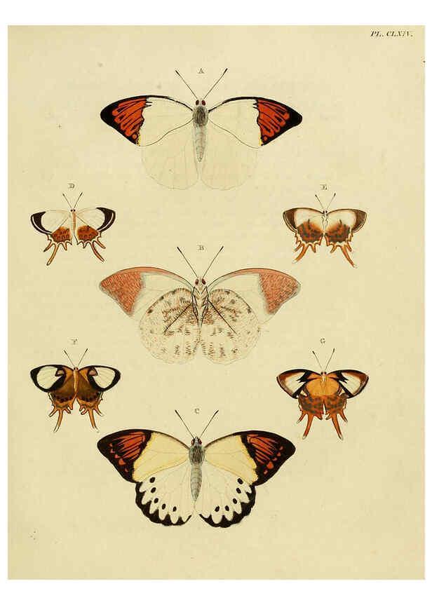 Reproducción/Reproduction 6127248971: De uitlandsche kapellen. v.2. A Amsteldam :Chez Barthelmy Wild,1779-1782 [i.e. 1775-1782] 