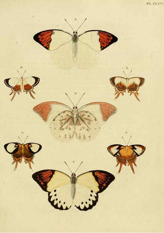 Reproducción/Reproduction 6127248971: De uitlandsche kapellen. v.2. A Amsteldam :Chez Barthelmy Wild,1779-1782 [i.e. 1775-1782] 