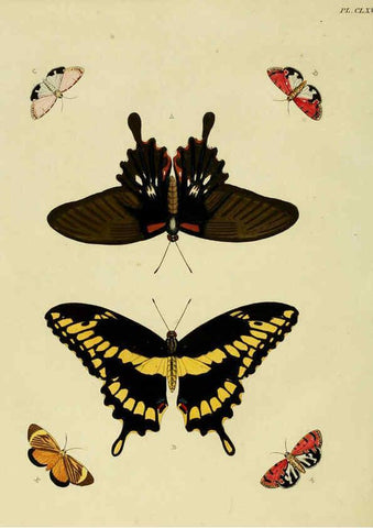 Reproducción/Reproduction 6127797762: De uitlandsche kapellen. v.2. A Amsteldam :Chez Barthelmy Wild,1779-1782 [i.e. 1775-1782] 