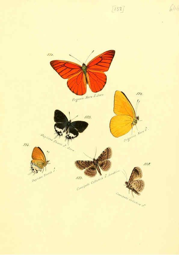 Reproducción/Reproduction 6106465036: Zuträge zur Sammlung exotischer Schmettlinge [sic] atlas Augsburg :bey dem Verfasser zu finden,1818-1837