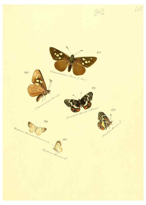 Reproducción/Reproduction 6105919257: Zuträge zur Sammlung exotischer Schmettlinge [sic] atlas Augsburg :bey dem Verfasser zu finden,1818-1837