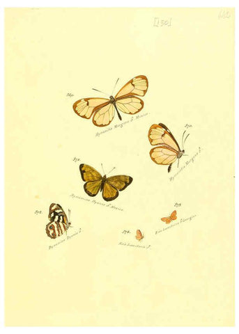Reproducción/Reproduction 6106464564: Zuträge zur Sammlung exotischer Schmettlinge [sic] atlas Augsburg :bey dem Verfasser zu finden,1818-1837