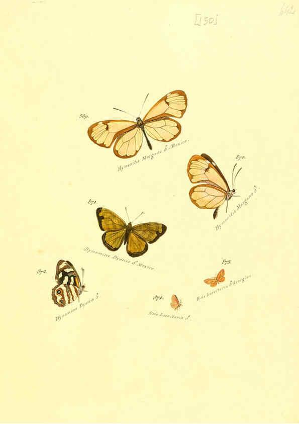 Reproducción/Reproduction 6106464564: Zuträge zur Sammlung exotischer Schmettlinge [sic] atlas Augsburg :bey dem Verfasser zu finden,1818-1837