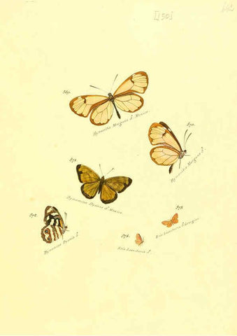 Reproducción/Reproduction 6106464564: Zuträge zur Sammlung exotischer Schmettlinge [sic] atlas Augsburg :bey dem Verfasser zu finden,1818-1837
