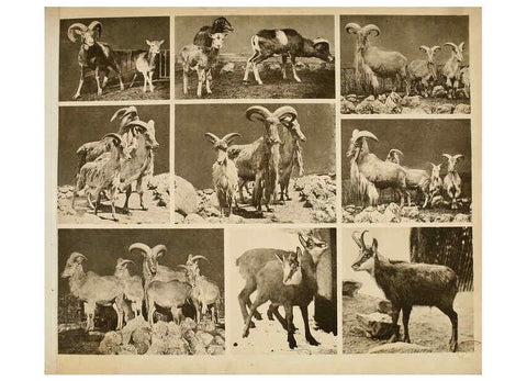 Reproducción/Reproduction 6096237619: Das thierleben in Schönbrunn Wien :Gerlach,[1904] 