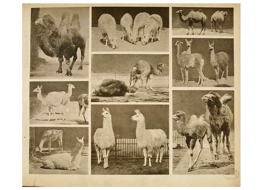 Reproducción/Reproduction 6096238537: Das thierleben in Schönbrunn Wien :Gerlach,[1904] 