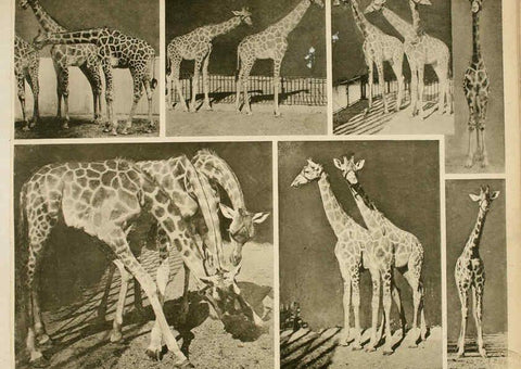 Reproducción/Reproduction 6096783680: Das thierleben in Schönbrunn Wien :Gerlach,[1904] 