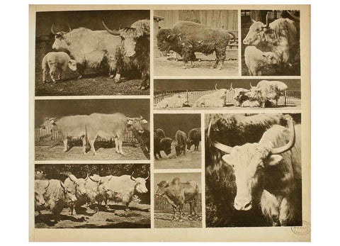 Reproducción/Reproduction 6096784062: Das thierleben in Schönbrunn Wien :Gerlach,[1904] 