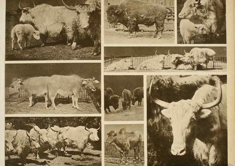 Reproducción/Reproduction 6096784062: Das thierleben in Schönbrunn Wien :Gerlach,[1904] 