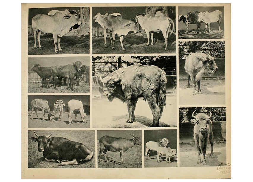 Reproducción/Reproduction 6096784270: Das thierleben in Schönbrunn Wien :Gerlach,[1904] 