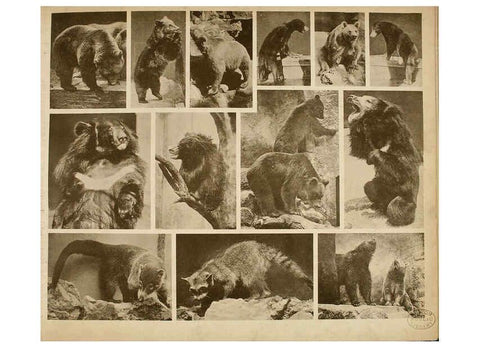 Reproducción/Reproduction 6096785840: Das thierleben in Schönbrunn Wien :Gerlach,[1904] 