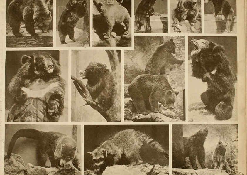 Reproducción/Reproduction 6096785840: Das thierleben in Schönbrunn Wien :Gerlach,[1904] 