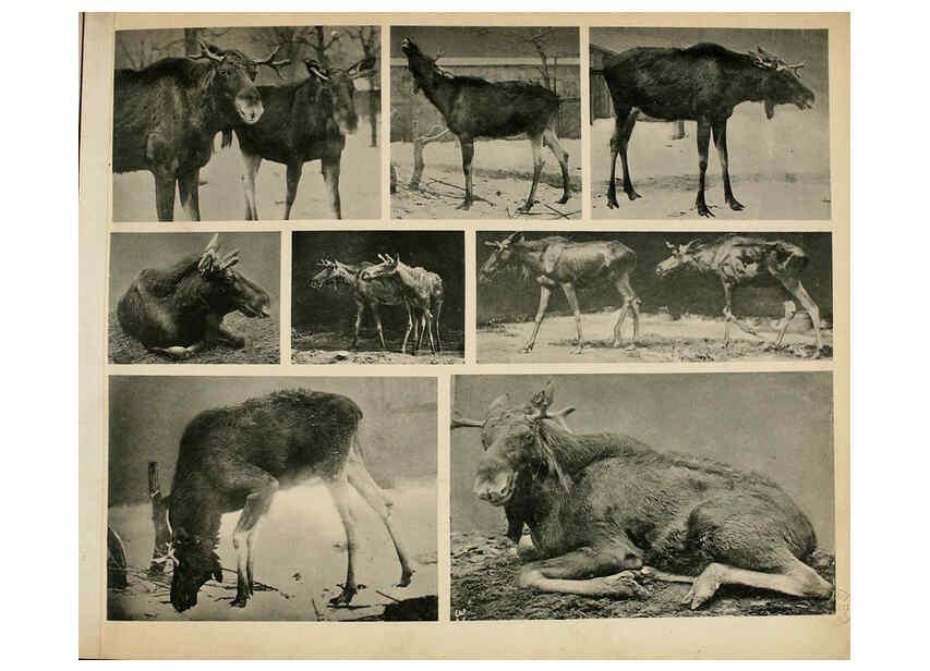 Reproducción/Reproduction 6096786770: Das thierleben in Schönbrunn Wien :Gerlach,[1904] 