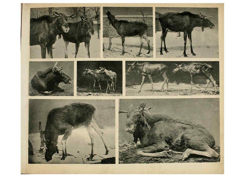 Reproducción/Reproduction 6096786770: Das thierleben in Schönbrunn Wien :Gerlach,[1904] 