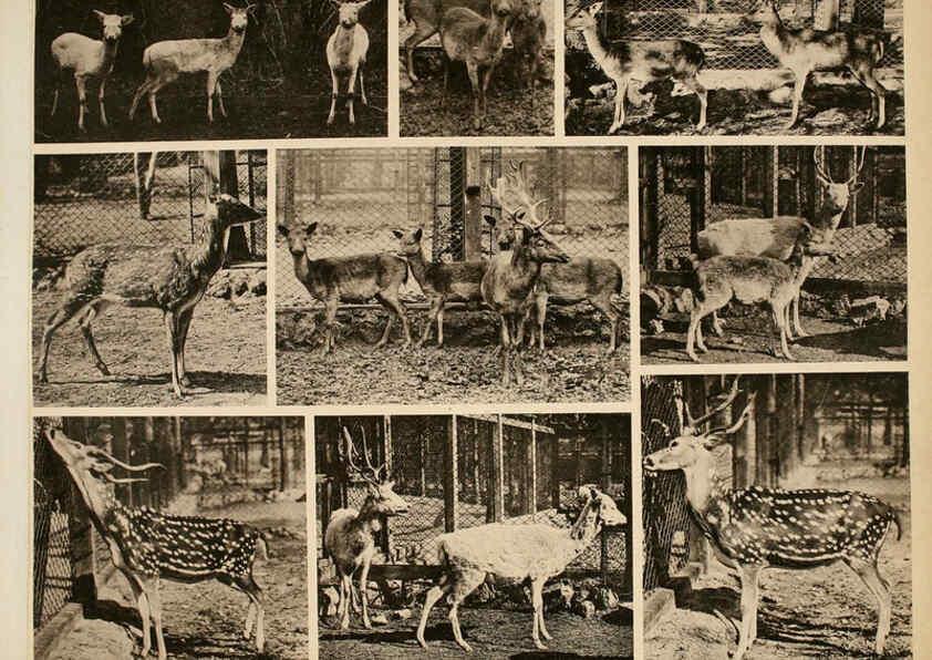 Reproducción/Reproduction 6096781708: Das thierleben in Schönbrunn Wien :Gerlach,[1904] 