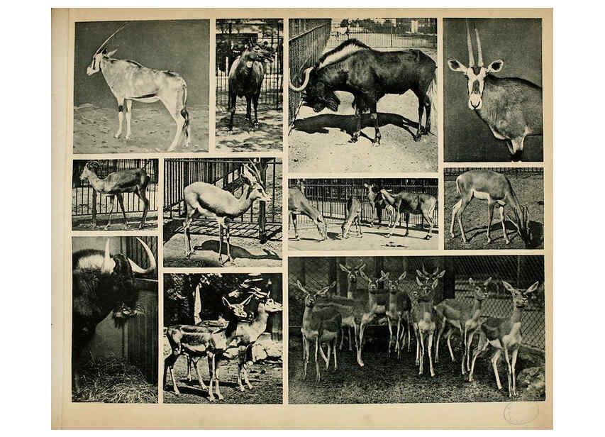 Reproducción/Reproduction 6096781278: Das thierleben in Schönbrunn Wien :Gerlach,[1904] 