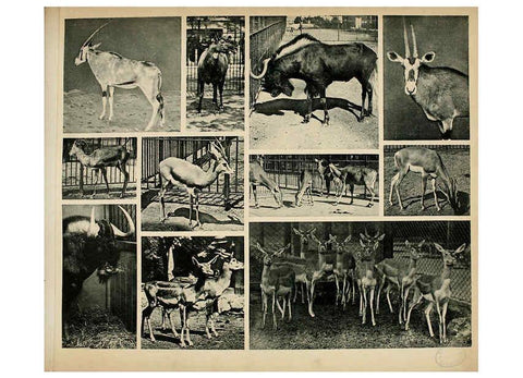 Reproducción/Reproduction 6096781278: Das thierleben in Schönbrunn Wien :Gerlach,[1904] 