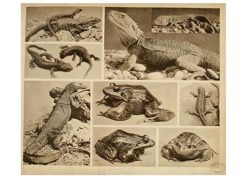 Reproducción/Reproduction 6096233027: Das thierleben in Schönbrunn Wien :Gerlach,[1904] 