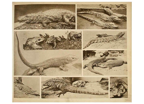 Reproducción/Reproduction 6096778030: Das thierleben in Schönbrunn Wien :Gerlach,[1904] 