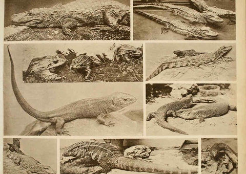 Reproducción/Reproduction 6096778030: Das thierleben in Schönbrunn Wien :Gerlach,[1904] 