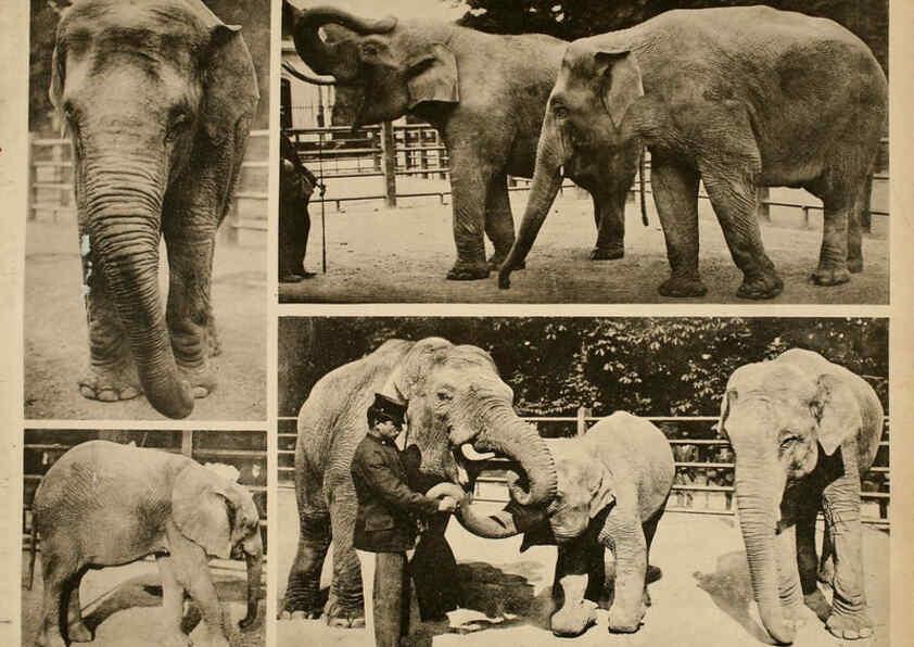 Reproducción/Reproduction 6096778698: Das thierleben in Schönbrunn Wien :Gerlach,[1904] 