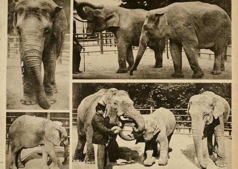 Reproducción/Reproduction 6096778698: Das thierleben in Schönbrunn Wien :Gerlach,[1904] 