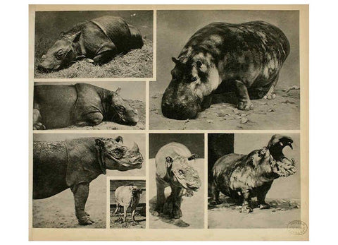 Reproducción/Reproduction 6096234305: Das thierleben in Schönbrunn Wien :Gerlach,[1904] 
