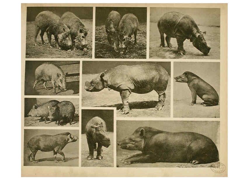 Reproducción/Reproduction 6096779232: Das thierleben in Schönbrunn Wien :Gerlach,[1904] 